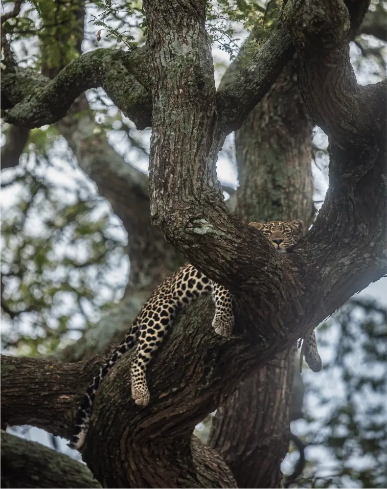 Leopard in Repose
