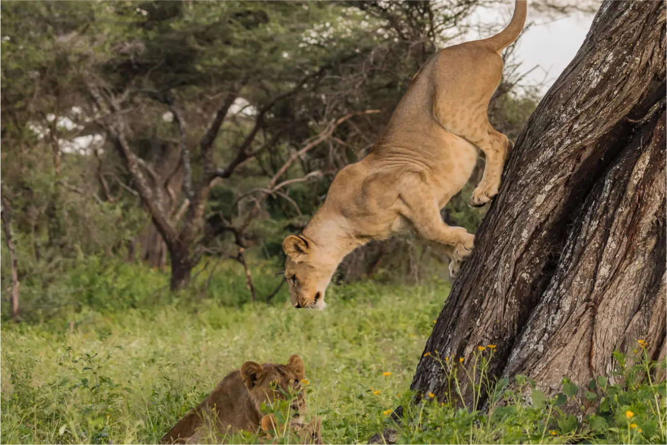 Tree-Climbing Lioness