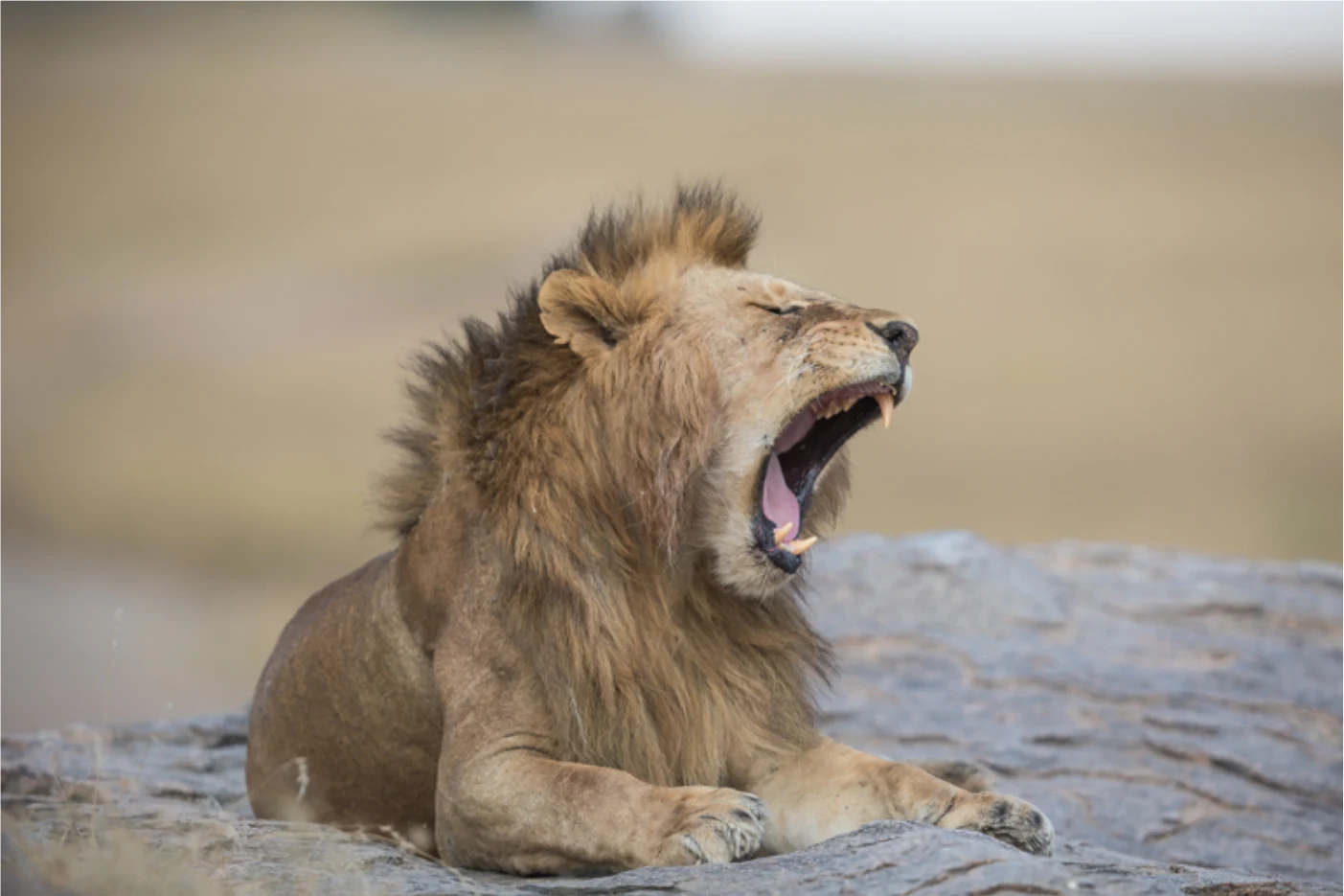 The King's Yawn