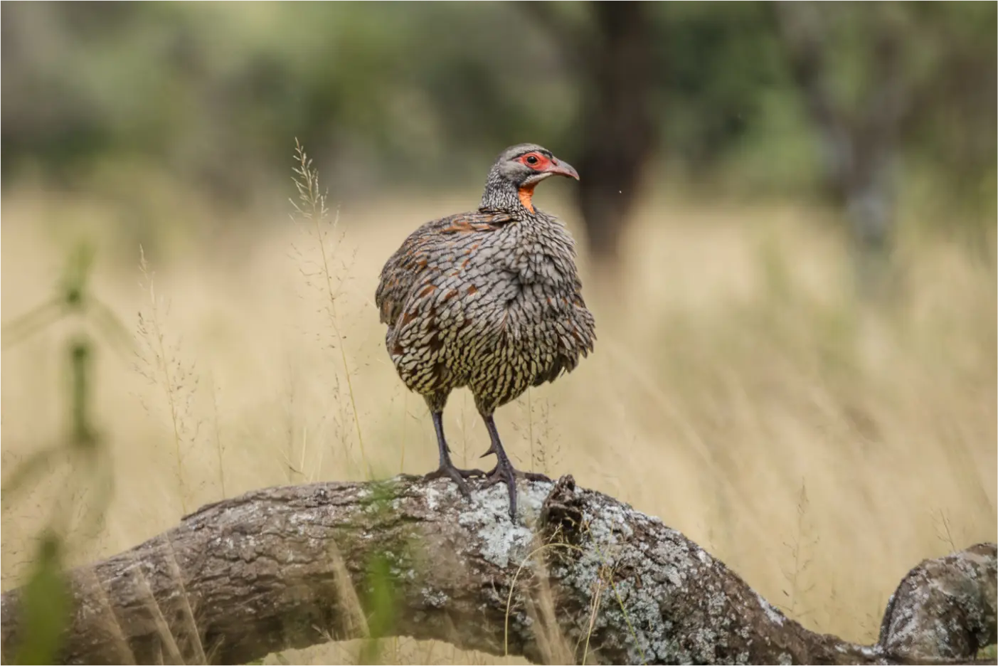 The Watchful Spurfowl